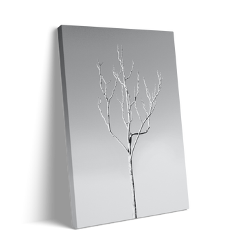 WHITE TREE